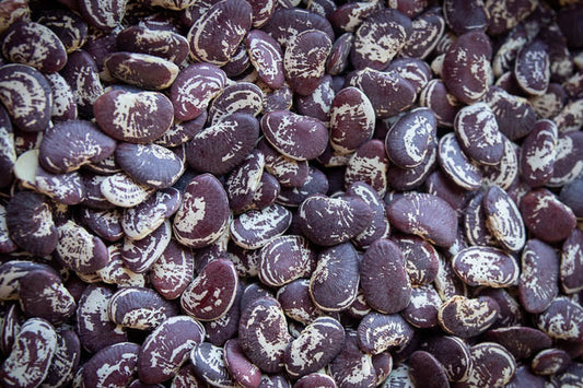 Rancho Gordo Christmas Lima Bean