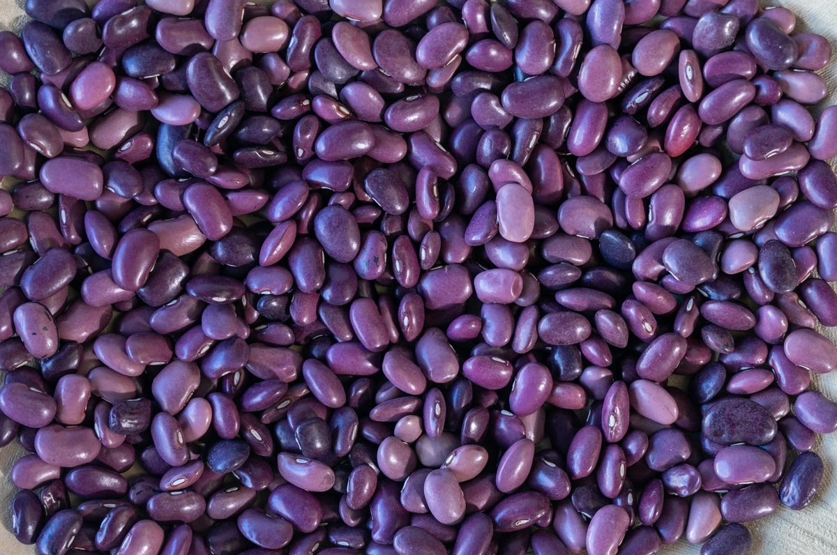 Rancho Gordo Ayocote Morado Beans, 1lb