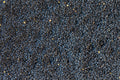 Rancho Gordo Black Caviar Lentil