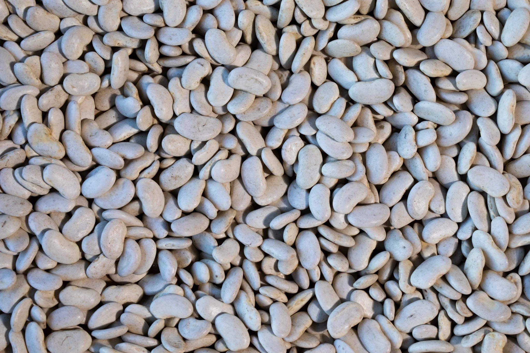 Rancho Gordo Cassoulet (Tarbais) Bean 1lb
