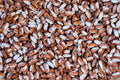 Rancho Gordo Snowcap Bean