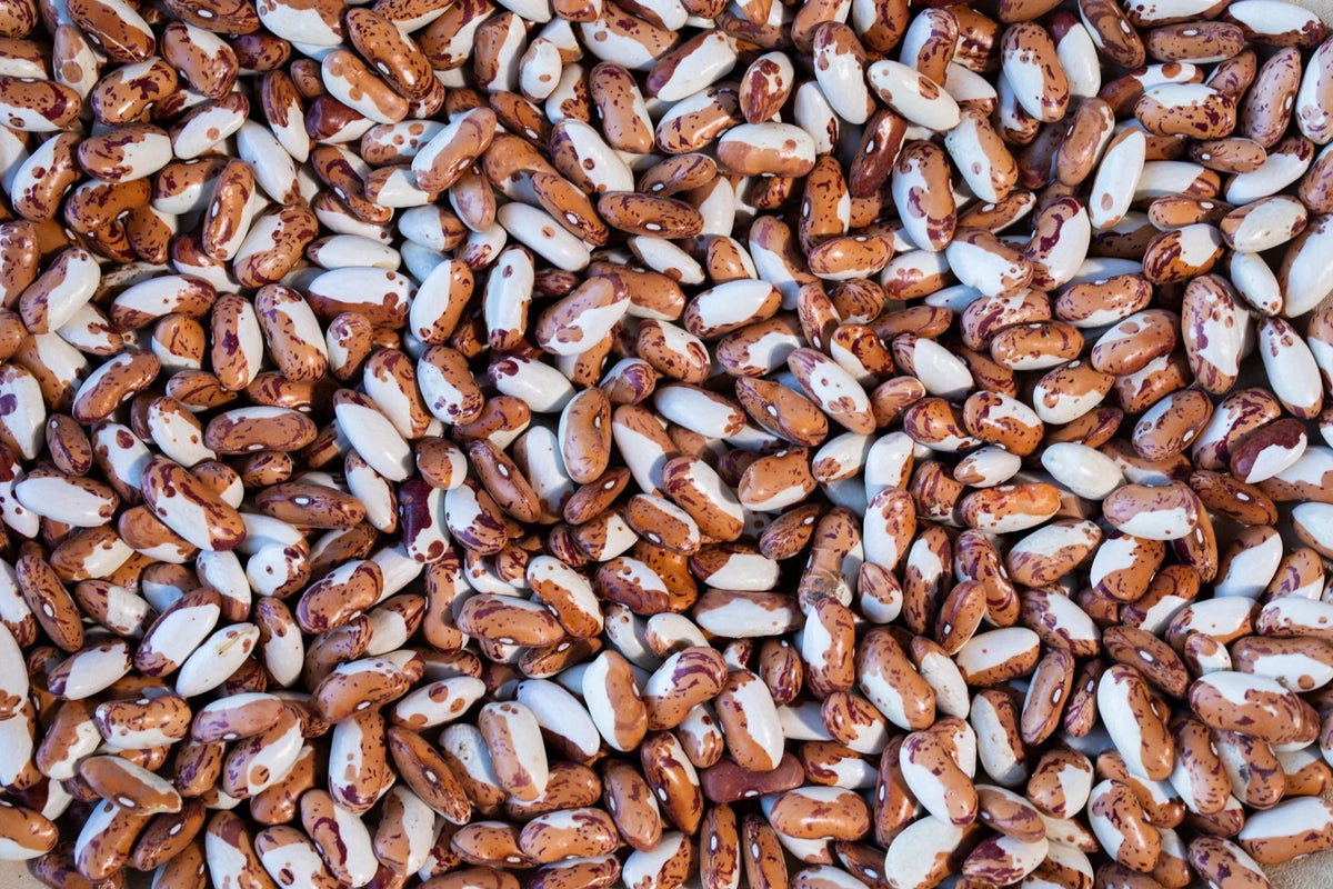 Rancho Gordo Snowcap Bean